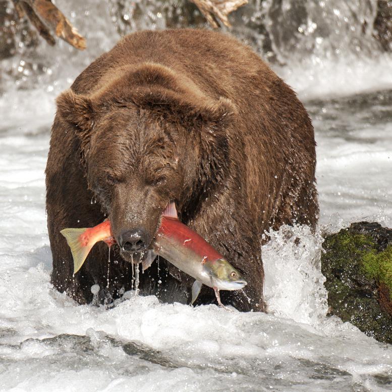 Competition entry: Sushi anyone?