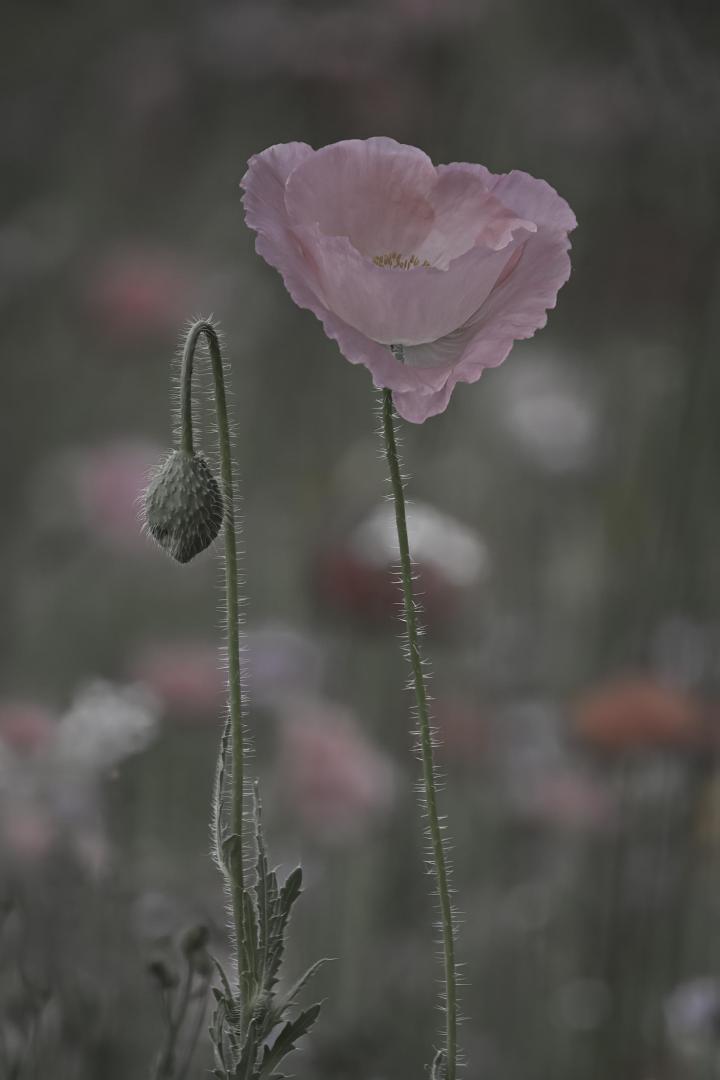 Competition entry: The Pair