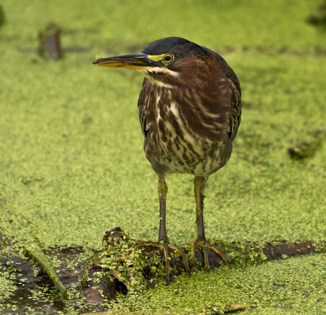 Green Heron