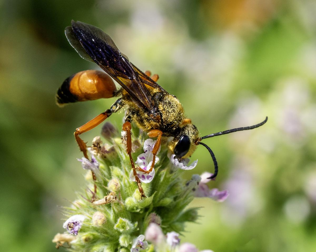 Great golden sand digger wasp collecting pollen