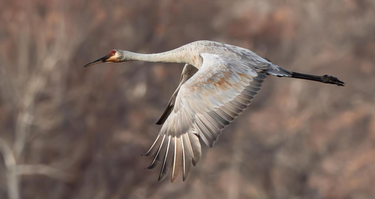 Sandhill Crane in Flight