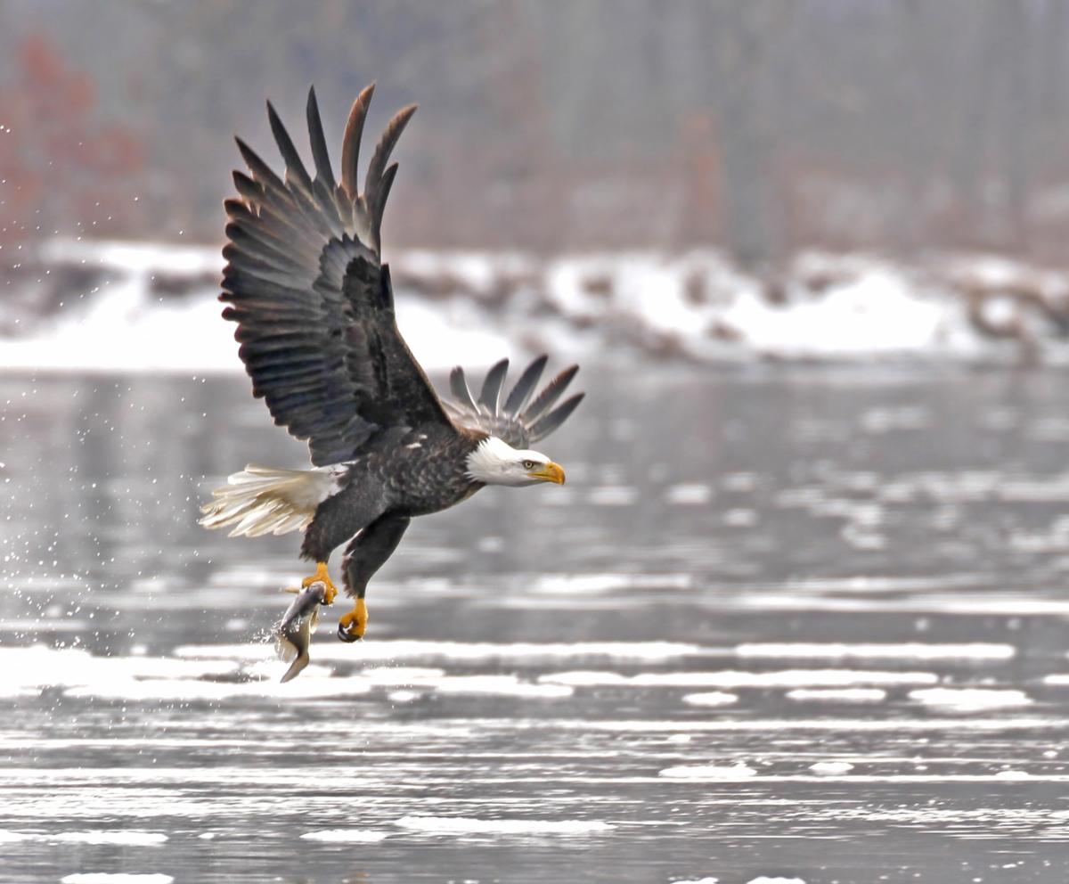 Competition entry: This Bald Eagle's Catch
