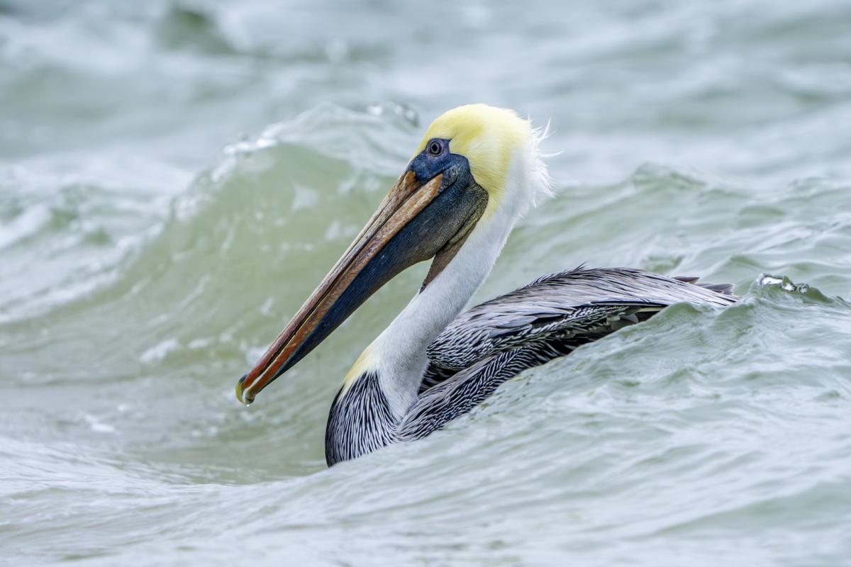 A Brown pelican riding the waves near Rockport, TX