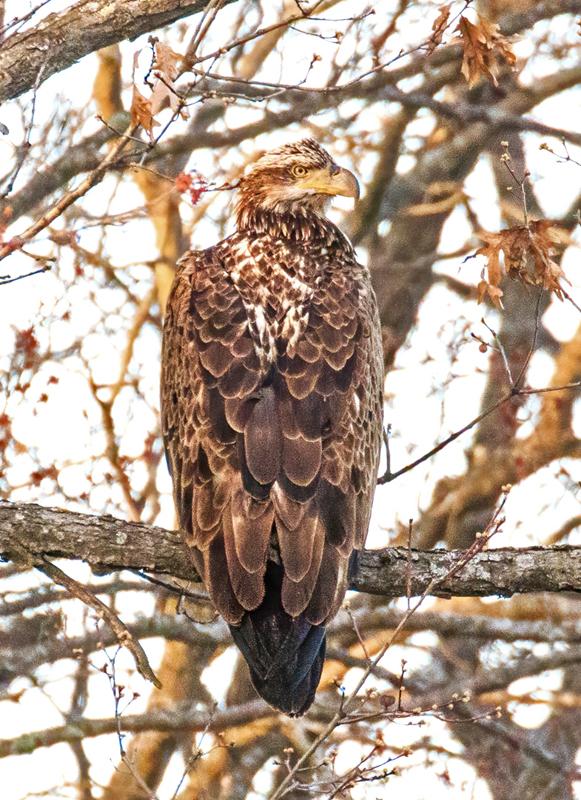 Competition entry: . . . almost camouflaged!