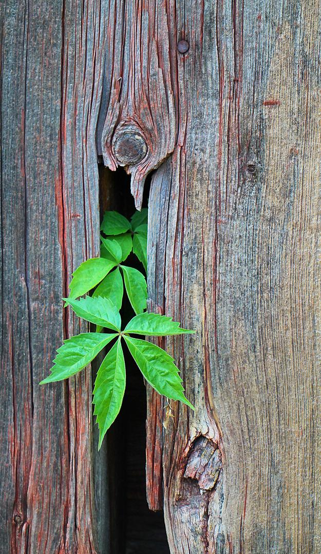 Competition entry: Peeking Through