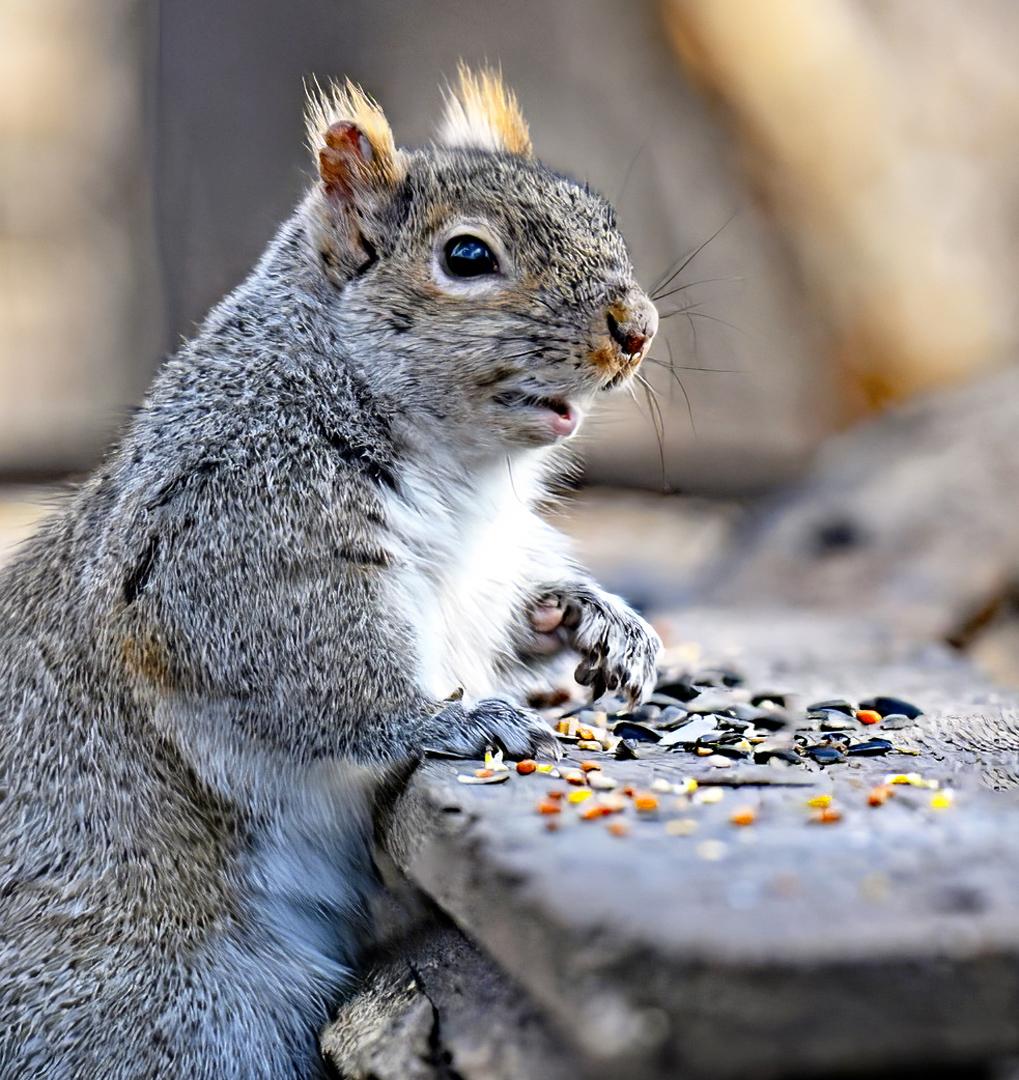 Competition entry: What's for Lunch