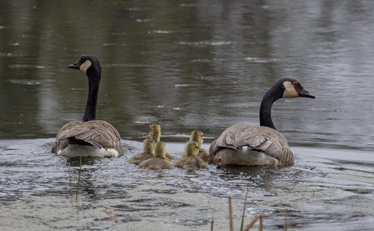 Competition entry: Look Both Ways Before Crossing The Pond
