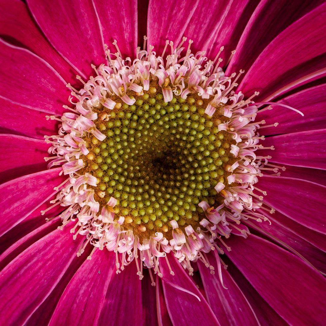 Competition entry: Flower