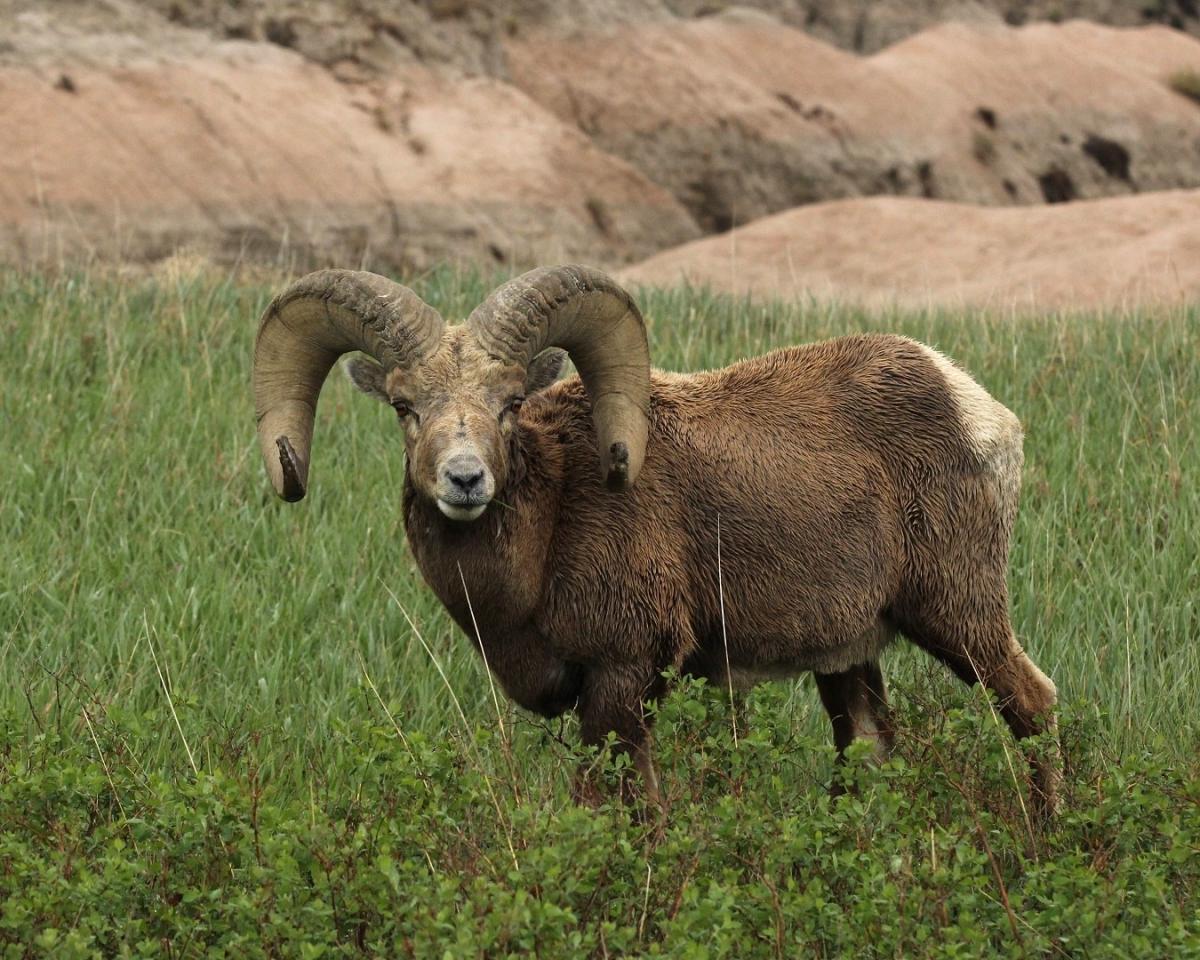 Competition entry: Mr. Big!!