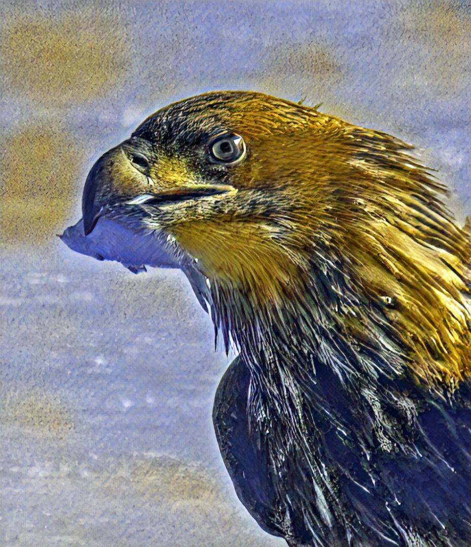 Competition entry: Captured