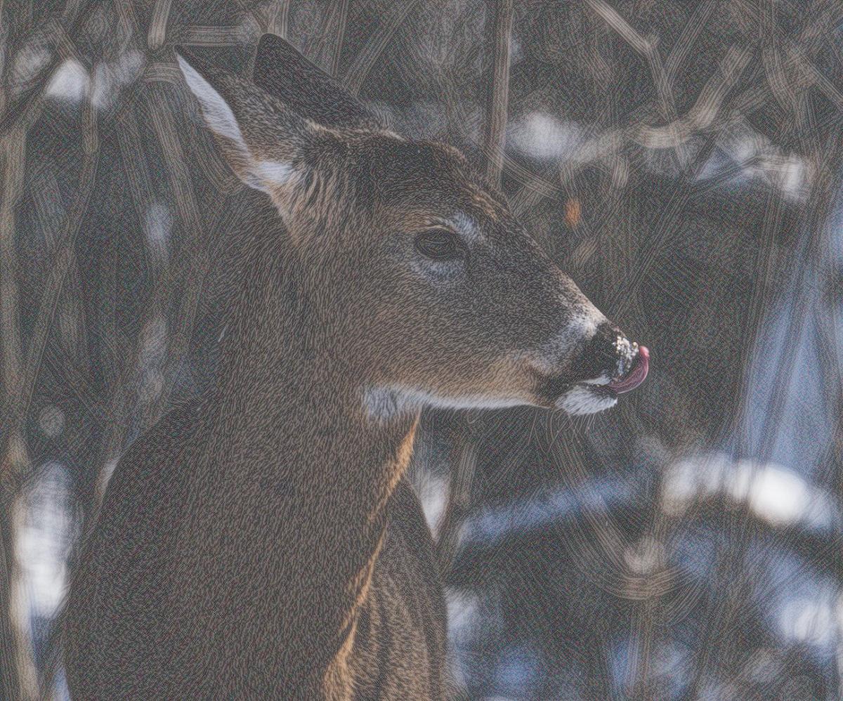 Competition entry: Creative Deer