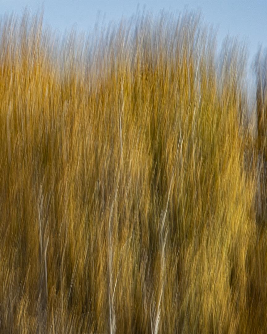 Competition entry: Color of Fall