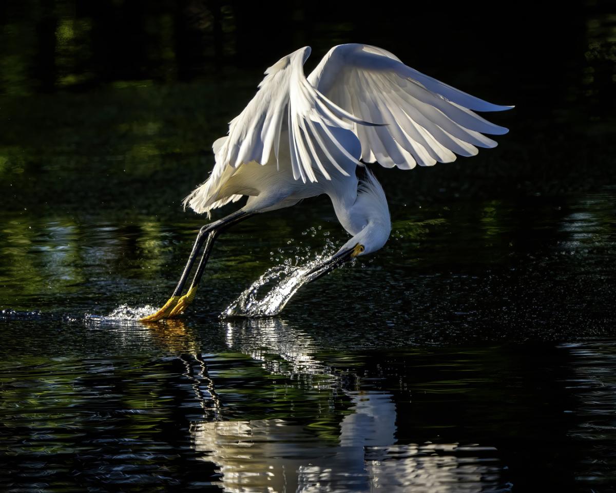 A Snowy egret skims the water fishing in early morning back light.