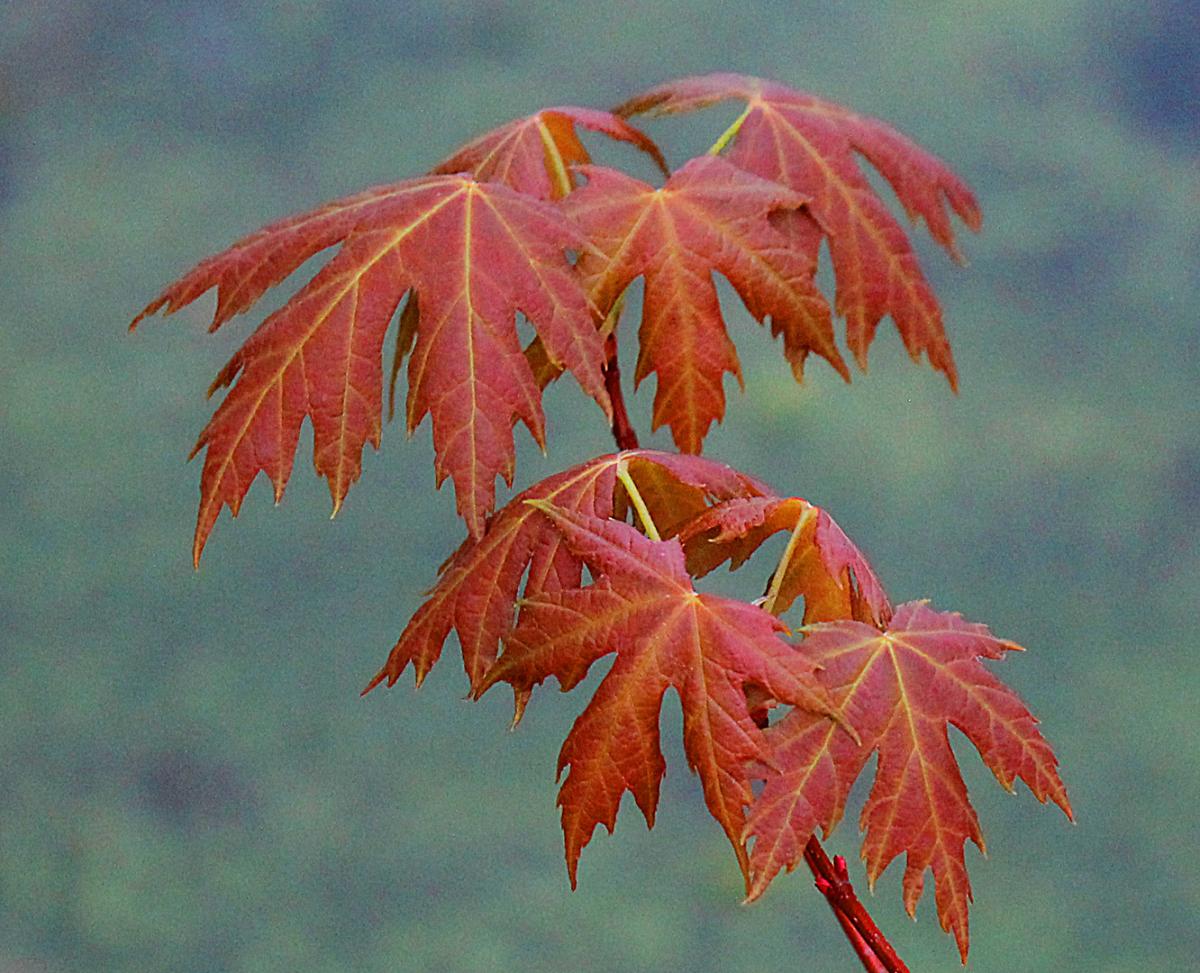 Competition entry: New Leaves