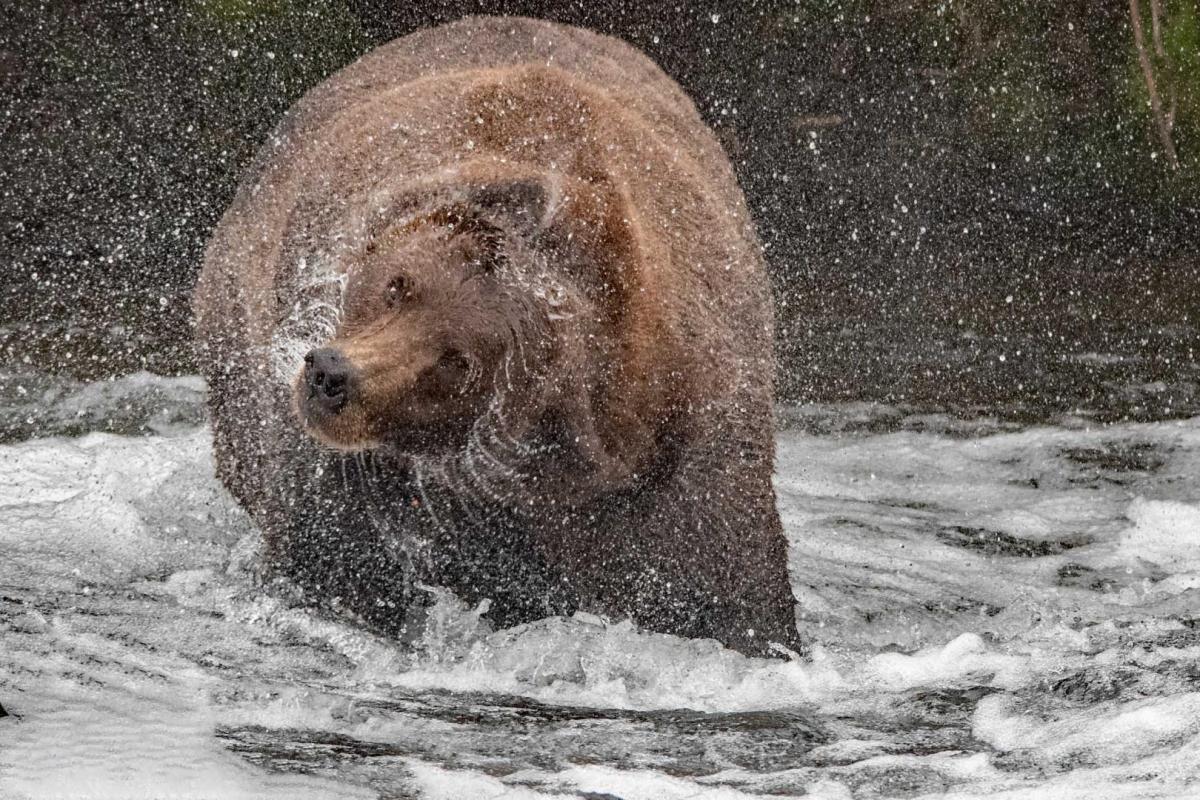 Competition entry: a little shake