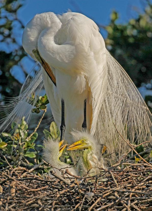 Competition entry: Great Egret and Chicks