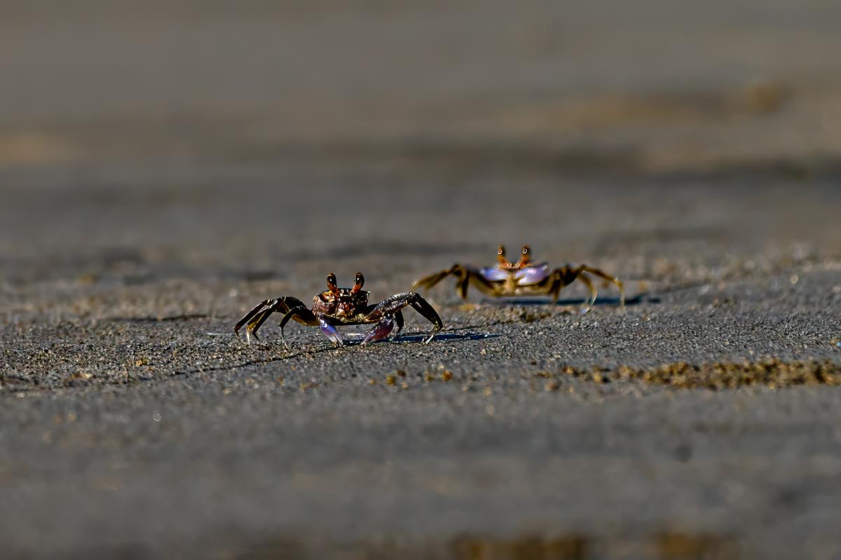 Competition entry: Morning walk