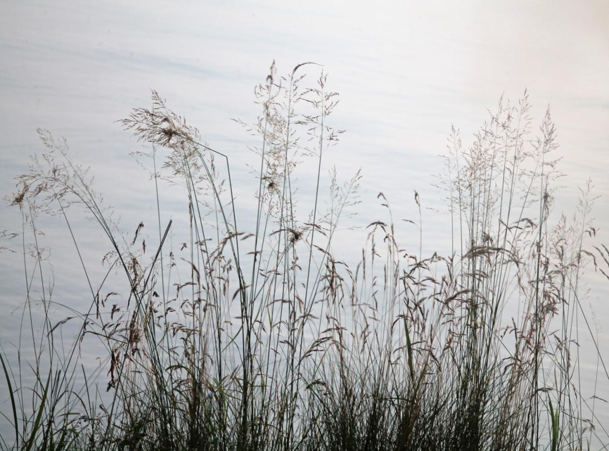 Competition entry: Weeds #3