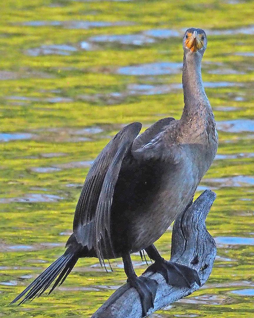 Competition entry: What's Up