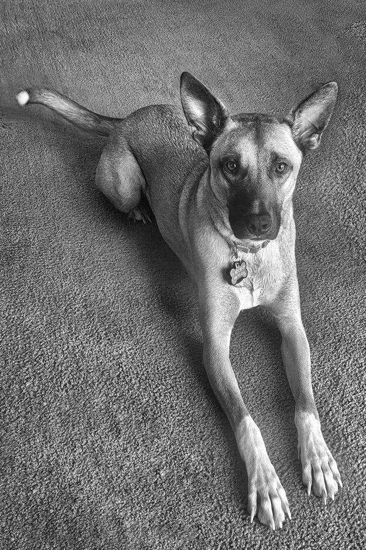 Competition entry: Boon