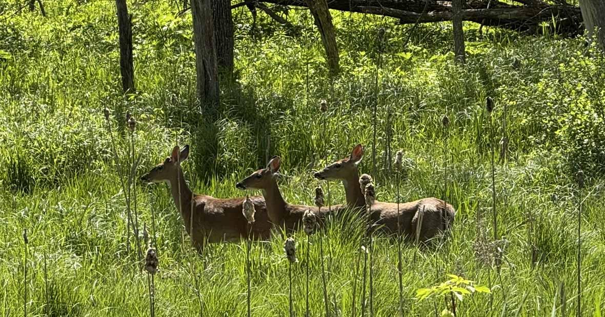 Competition entry: Three Ladies