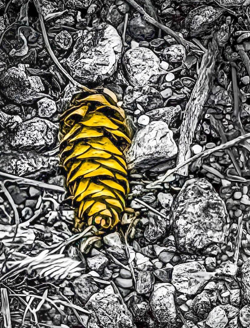 Competition entry: Finding Gold on the Forest Floor