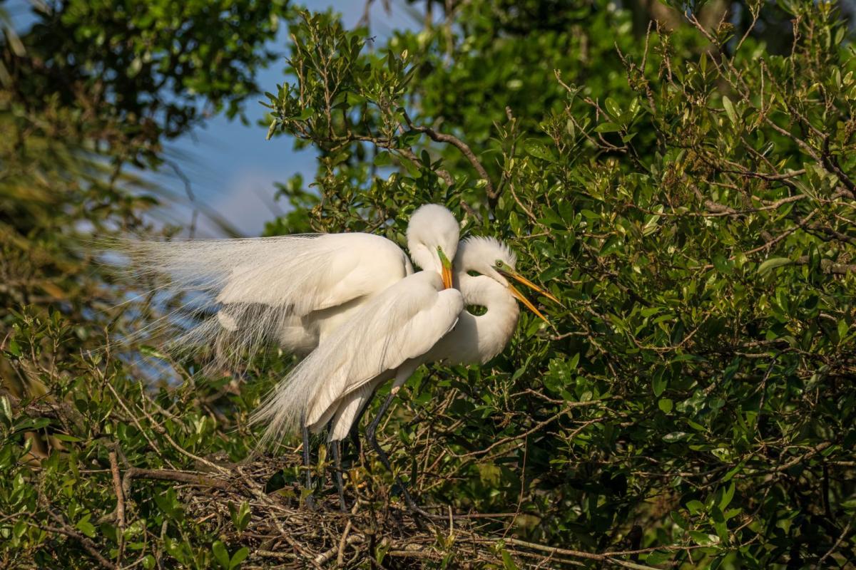 Competition entry: Great Egret "Mating Hugs"
