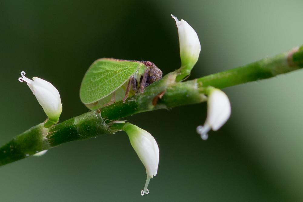 Competition entry: Leaf bug