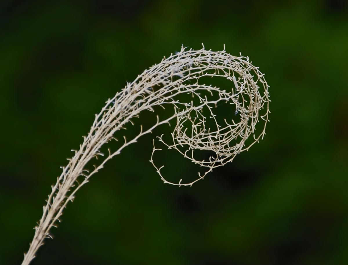 Competition entry: Curly Weed