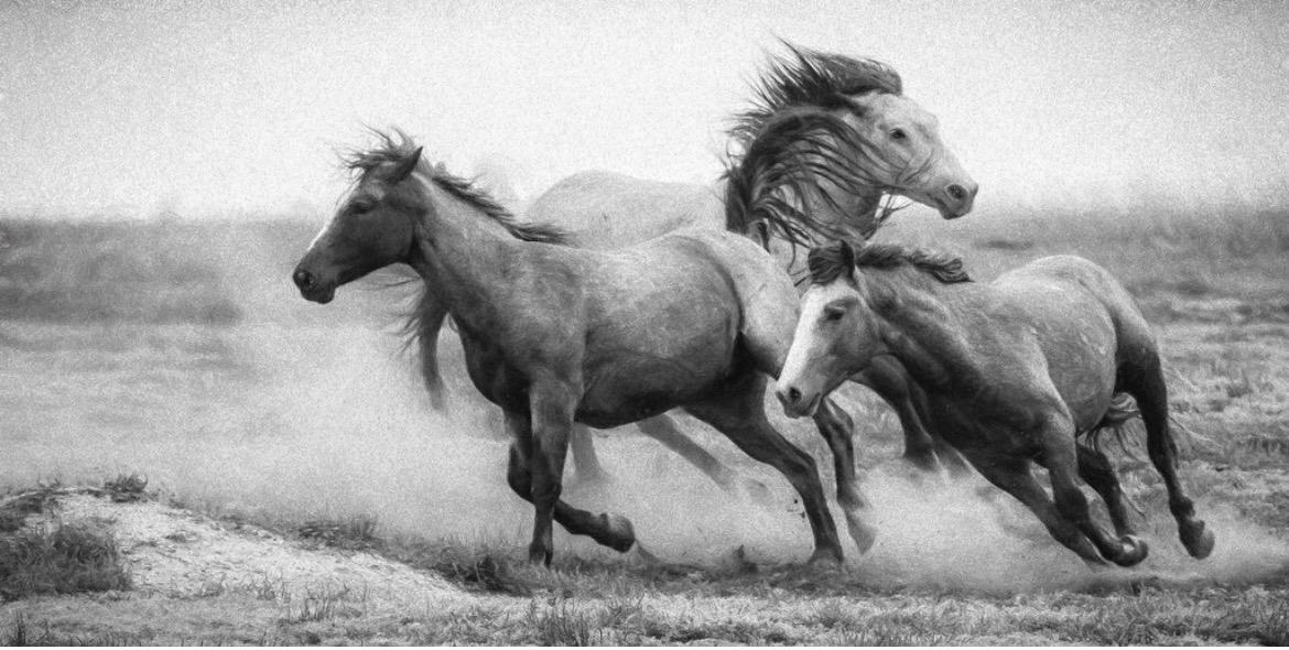 Competition entry: Wild horses 