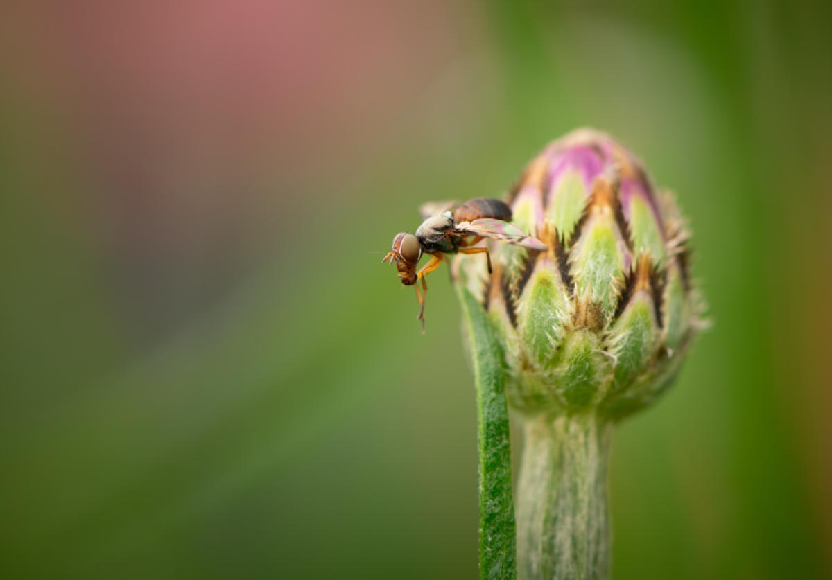 Competition entry: Fly on a Bud