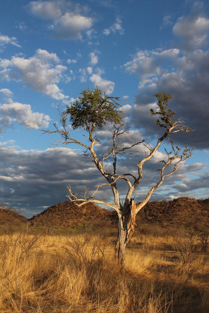 Competition entry: Golden