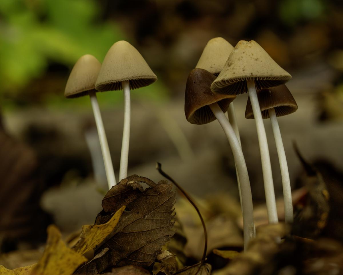 Brpwn and tan mushrooms growing in the leaves.