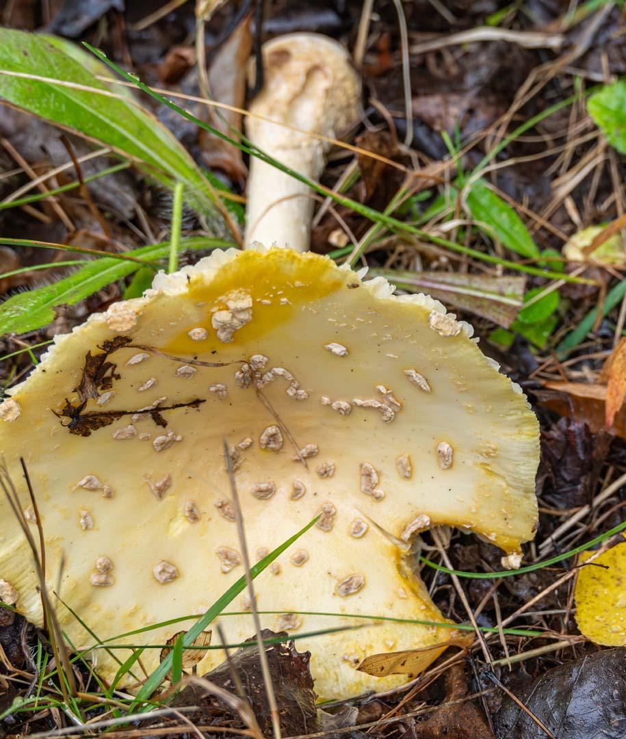 Competition entry: Tasty Snack