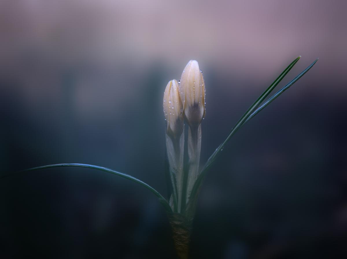 Competition entry: Finally Spring