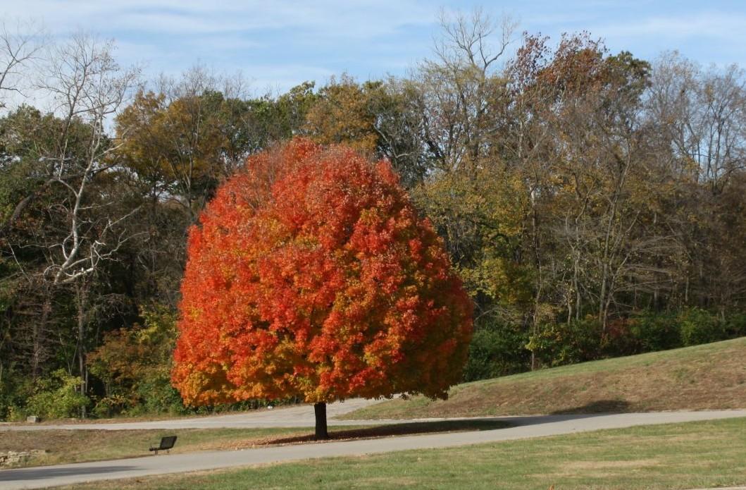 Competition entry: Fall in Kansas