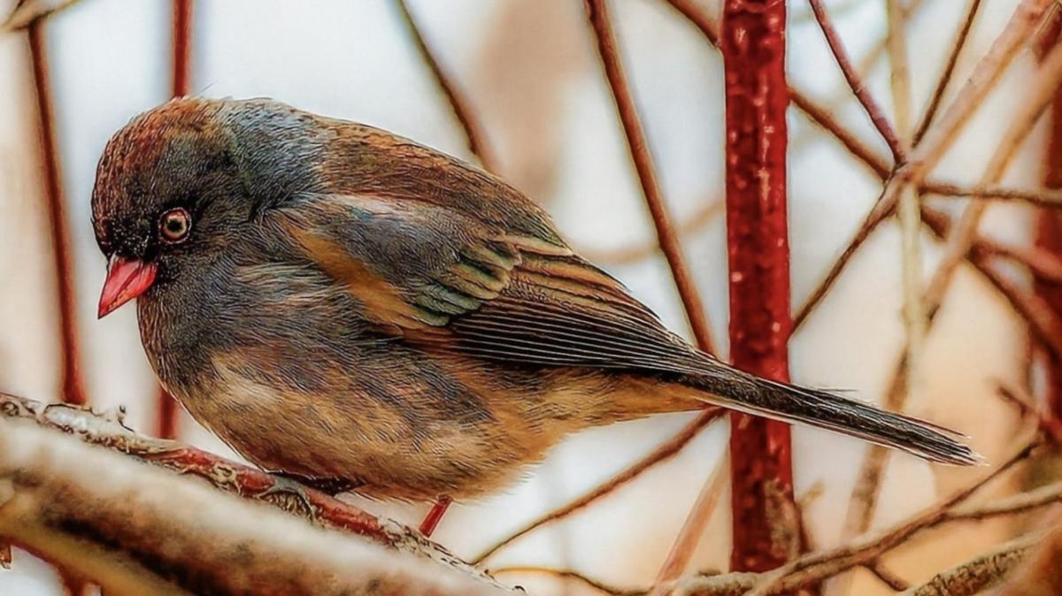 Competition entry: Waiting For Spring 