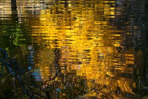 Competition entry: Lake Shore Popples