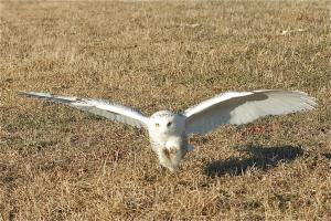 Competition entry: Slight Flight