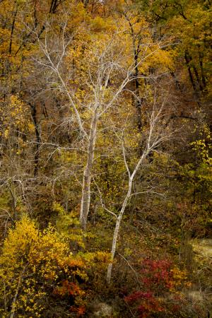 Competition entry: Birches