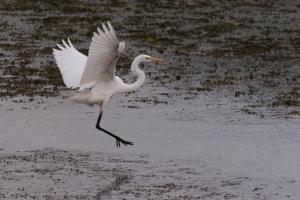 Competition entry: Landing