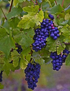 Competition entry: Just Ripe For The Picking