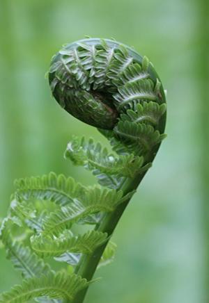 Competition entry: A Bashful Fern