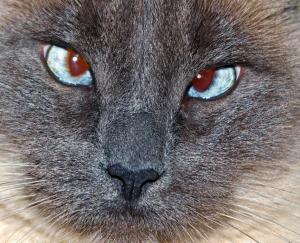 Competition entry: Cross-Eyed Kitty