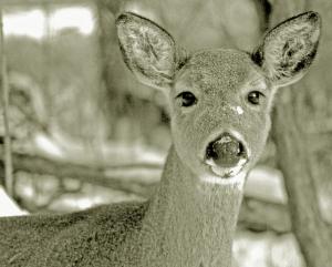 Competition entry: Snow Deer