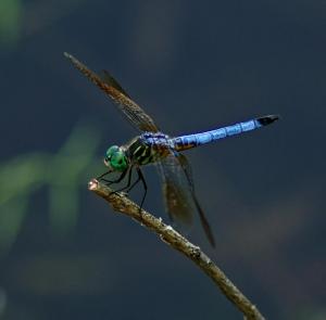Competition entry: Dragonfly on a stick