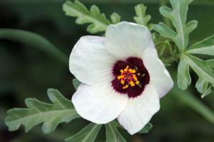 Competition entry: Wild Flower #3