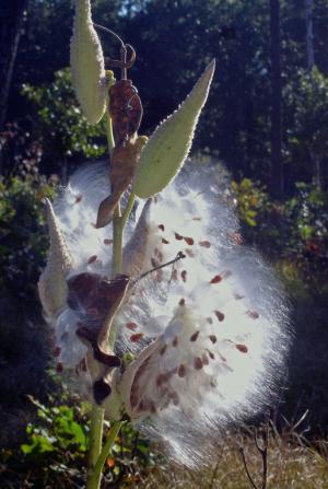 Competition entry: Milkweed