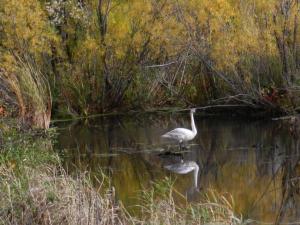 Competition entry: Momentary Pose on the Pike