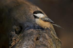 Competition entry: Black-Capped Chickadee